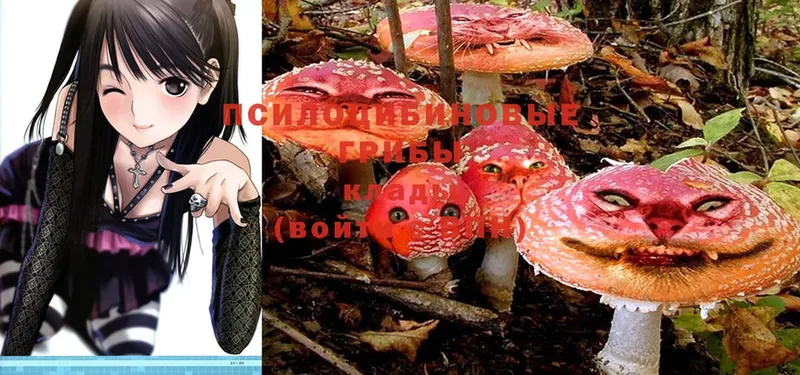 Псилоцибиновые грибы Psilocybe  где найти наркотики  Майский 